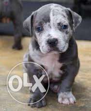 American pittbul male beautiful eyes puppy for sell now