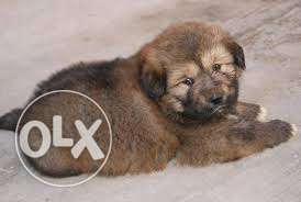 American pittbul & tibetan mastiff guudest Top quality for