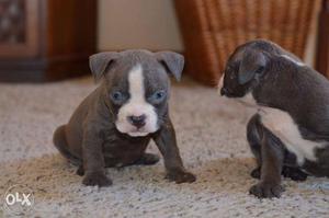 American pittbul unexpected quality puppies so smart sell so