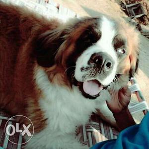 An St. Bernard dog, which is available for breeding