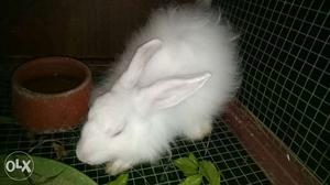 Angora Rabbit. male ''