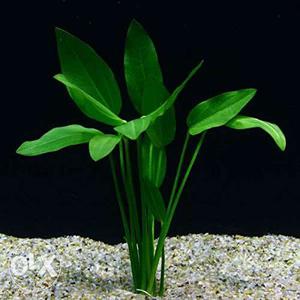 Aquarium plant