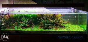 At a very resonable rate make planted aquarium in