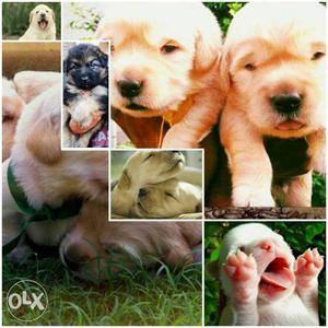 Available puppies of top breeds show breed quality