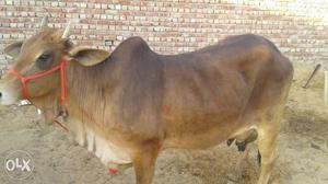 Azad Singh sheoran Choudhariwas Saiwal or Hf cow