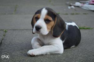 Beagle Active And Play Breed And Awesome Quality Sell Shine