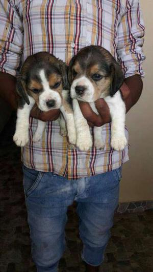 Beagle female show quality puppy..