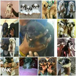 Best quality of Puppies at a affordable prices
