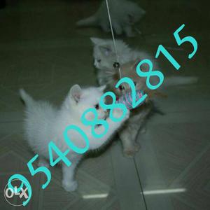 Best quality persian kittens available with home