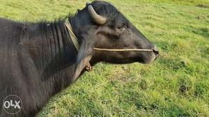Bigsize buffalo urjent sale