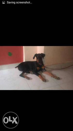Black And Brown Short Coated Medium Size Dog