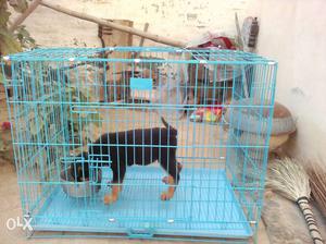Black And Brown Short Coated Puppy In Blue Metal Cage
