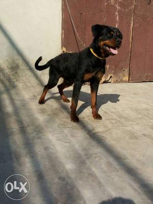 Black And Tan Rottweiker