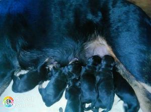 Black And Tan Rottweiler Puppy Litter
