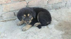 Black And Tan Tibetan Mastiff Puppy