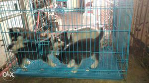 Black And White Siberian Husky Puppy In Purple Dog Crate