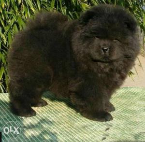 Black Chow Chow Puppy
