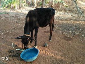Black Cow Calf - Kandrukutti
