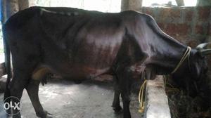 Black Cow In Taliparamba