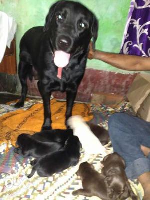 Black Labrado Retriever With Puppy Litter