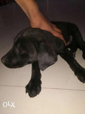 Black Labrador, age =2 months