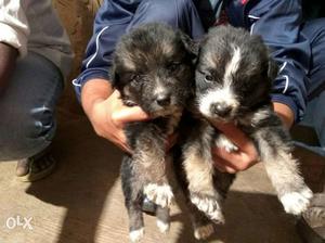 Black Spitz puppies of 25 days