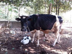 Black-and-white HF Cow and calf for only 