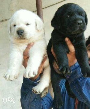 Black and white color labarador Puppies heavy