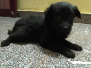 Black colour silky tsrriar pup for sale