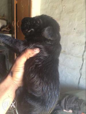 Black labrador female pup 24 days full full