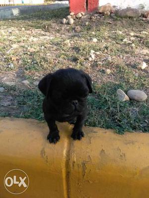 Black male pug pup for sale