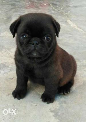 Black pug male age 36 day old good quality full