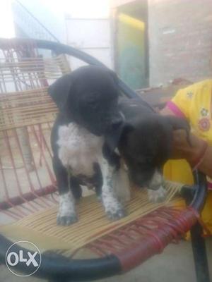 BlackMale&FemalePitbull Terrier Puppy