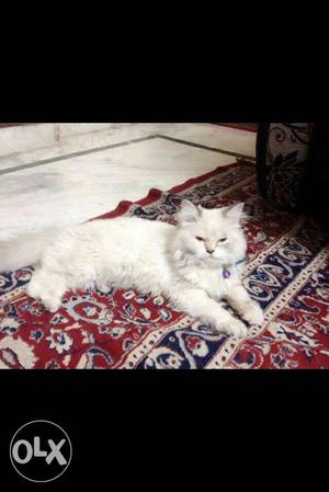 Blue eyes female persian cat for sale 9 months