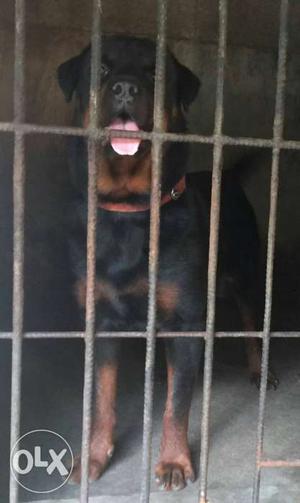 Both side import champion lineage rott male available for