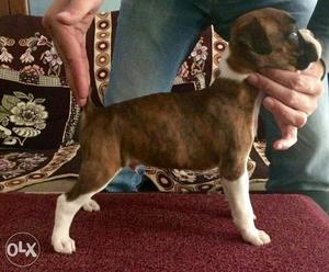 Boxer male for sale
