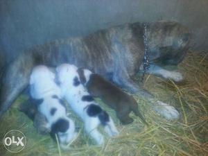 Brindle American Pit Bull Terrier With Puppy Litter