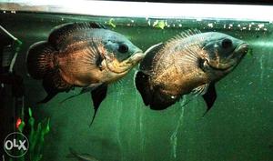Bronze colour healthy pair of Oscar fish size