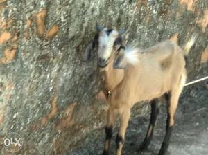 Brown Anglo Nubian and white Malabar Goat