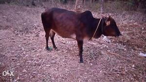 Brown Coated Cow