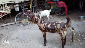 Brown Coated Goat