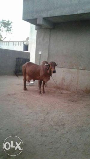 Brown Cow In Anand