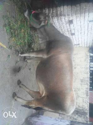Brown Cow In Dehradun