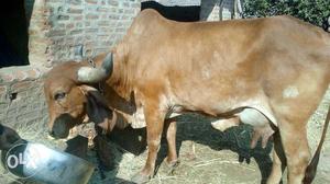 Brown Cow In Surat