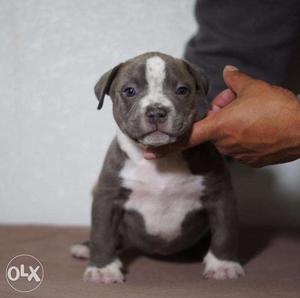 Brown color with heavy line pitt bull very attractive puppy