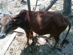 Brown vechur bull