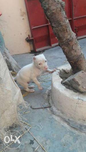 Bully balter male puppy very active for sale village alma
