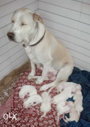 Bully puppies, male or female
