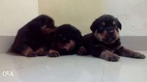 Champion Import line rot male pupps with KCI