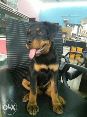Champion line Rottweiler available with breed